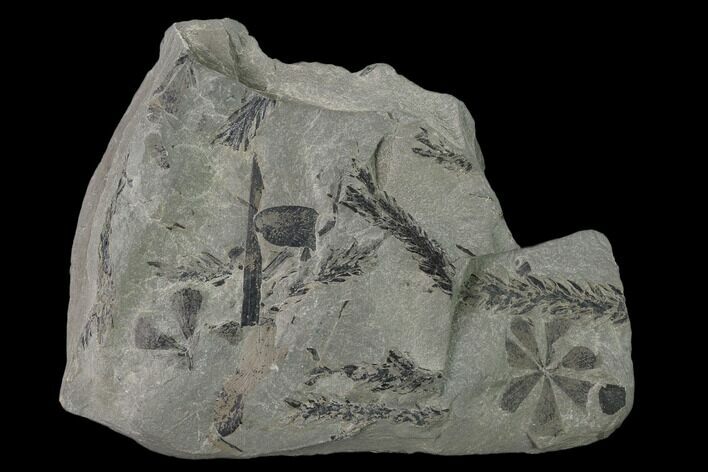 Pennsylvanian Fossil Horsetail (Annularia) Plate - Kentucky #137750